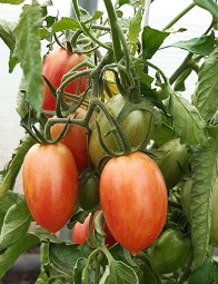 Томат Райские свечи Томат Райские свечи