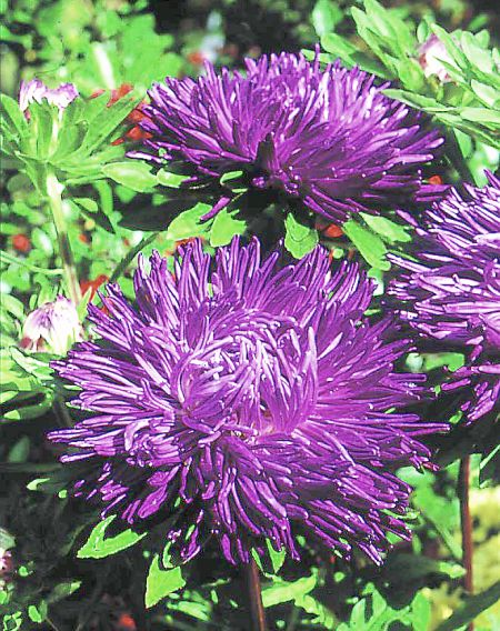 ����� ��������� ������� ����������