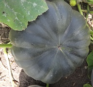 Тыква мускатная Мускатная Прованская Тыква мускатная Мускатная Прованская