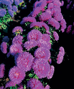 ����� ��������� ����� ������ ��������� ����������