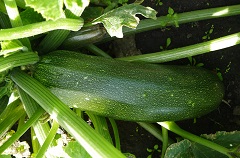 Кабачок цуккини Цукеша Кабачок цуккини Цукеша