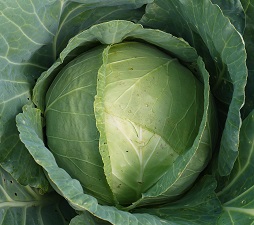 Капуста б/к Слава 1305 Капуста б/к Слава 1305