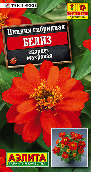 Цинния Белиз скарлет махровая Цинния Белиз скарлет махровая