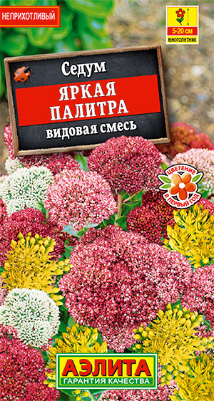 Седум Яркая палитра, смесь сортов Седум Яркая палитра, смесь сортов