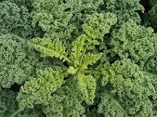 Капуста листовая (Кале) Грин Керлд Капуста листовая (Кале) Грин Керлд