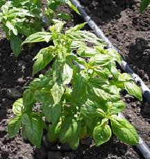 Базилик овощной Генуэзский Базилик овощной Генуэзский