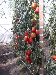 Томат Де Барао гигант Томат Де Барао гигант