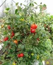 Томат Ампельный Томат Ампельный