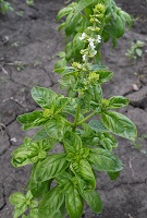 Базилик овощной Зеленый Базилик овощной Зеленый