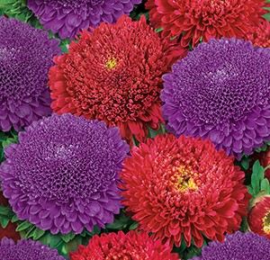 ����� ��������� ��������� ������, ����������� ����� ������ (������-����������)