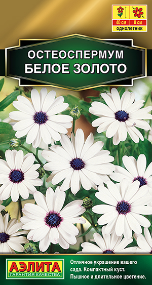 Остеоспермум Белое золото Остеоспермум Белое золото