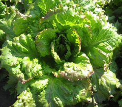 Салат Каравай листовой Салат Каравай листовой