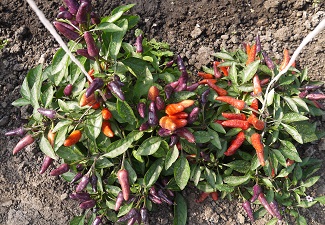 Перец острый Рождественский букет Перец острый Рождественский букет