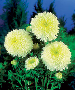 ����� ��������� ��������� ����������