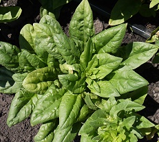 Шпинат Исполинский Шпинат Исполинский