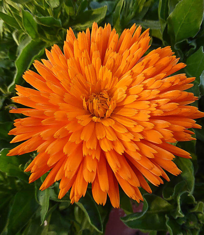 Календула Радио махровая Календула Радио махровая