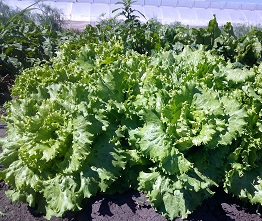 Салат Изумрудный город Салат Изумрудный город