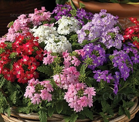 ������� ��������� ����� �������, ����� ������