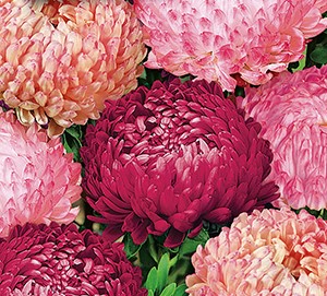 ����� ��������� �����������, ����������� ����� ������ (����,�������,�������, ��������)