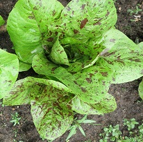 Салат Королевский пир Салат Королевский пир