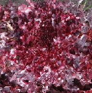 Салат Дуболистный красный Салат Дуболистный красный