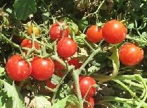 Томат Крупная вишня Томат Крупная вишня