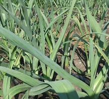 Лук порей Голиаф Лук порей Голиаф