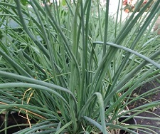 Лук шнитт Домашний Лук шнитт Домашний