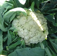 Капуста цветная Альфа Капуста цветная Альфа