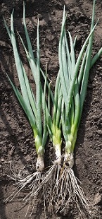 Лук батун Лонг токио Лук батун Лонг токио