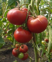 Томат Сахарный великан Томат Сахарный великан