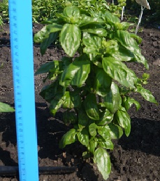 Базилик овощной Застольный Базилик овощной Застольный