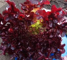 Салат Боул руж Салат Боул руж