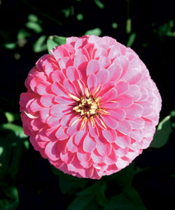 ������ ������� ����� ���� �������