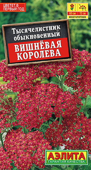 Тысячелистник Вишневая королева Тысячелистник Вишневая королева