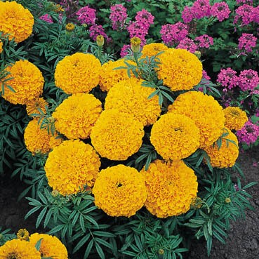 Бархатцы Голден Эйдж прямостоячие Бархатцы Голден Эйдж прямостоячие