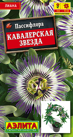 Пассифлора Кавалерская звезда Пассифлора Кавалерская звезда