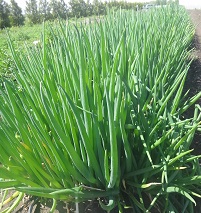 Лук батун Изумрудный Лук батун Изумрудный