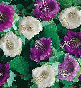 ����� ��������, ����������� ����� ������ (���������-�����)