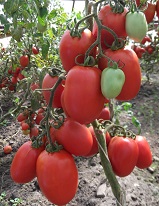 Томат Рио Фуего Томат Рио Фуего