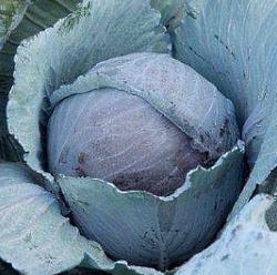 Капуста к/к Рубин МС Капуста к/к Рубин МС