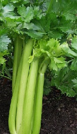 Сельдерей черешковый Сельдерей черешковый