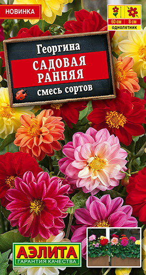 Георгина Садовая ранняя, смесь сортов Георгина Садовая ранняя, смесь сортов