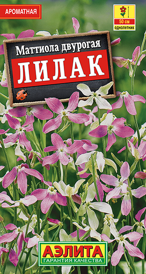 Маттиола двурогая Лилак Маттиола двурогая Лилак