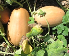 Тыква мускатная Витаминная Тыква мускатная Витаминная