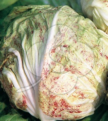 Салат Вкусно и полезно кочанный Салат Вкусно и полезно кочанный