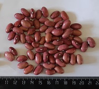 Фасоль обыкновенная Рубин Фасоль обыкновенная Рубин