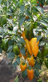 Перец сладкий Янтарь Перец сладкий Янтарь