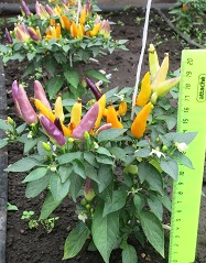 Перец острый Северное сияние Перец острый Северное сияние