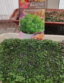 Микрозелень Базилик овощной Микрозелень Базилик овощной